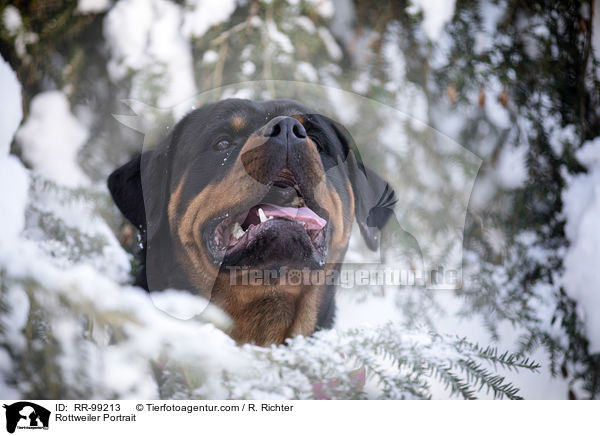 Rottweiler Portrait / RR-99213