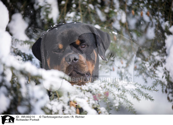 Rottweiler Portrait / Rottweiler Portrait / RR-99214
