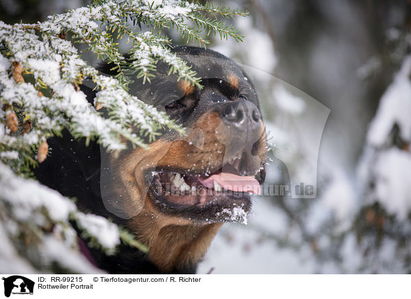 Rottweiler Portrait / Rottweiler Portrait / RR-99215
