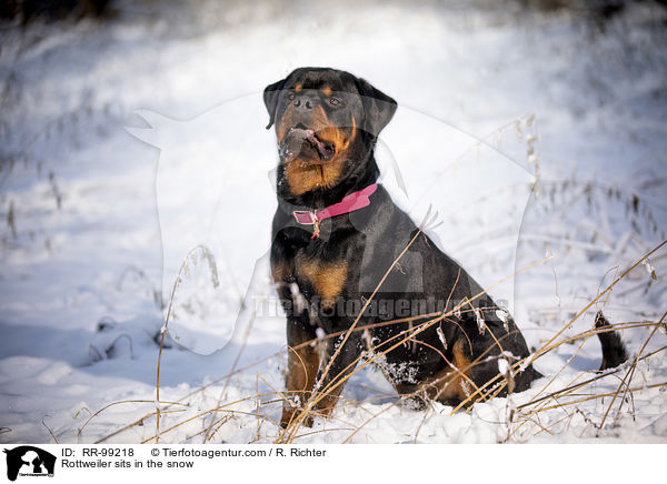 Rottweiler sits in the snow / RR-99218