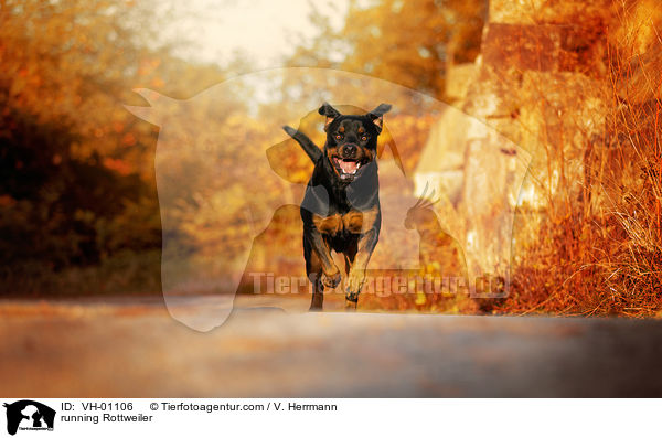 running Rottweiler / VH-01106