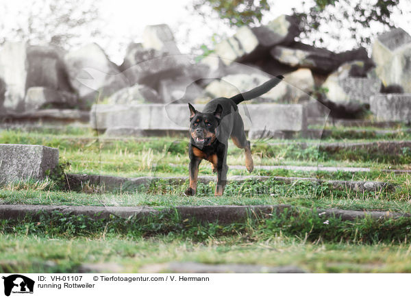 running Rottweiler / VH-01107
