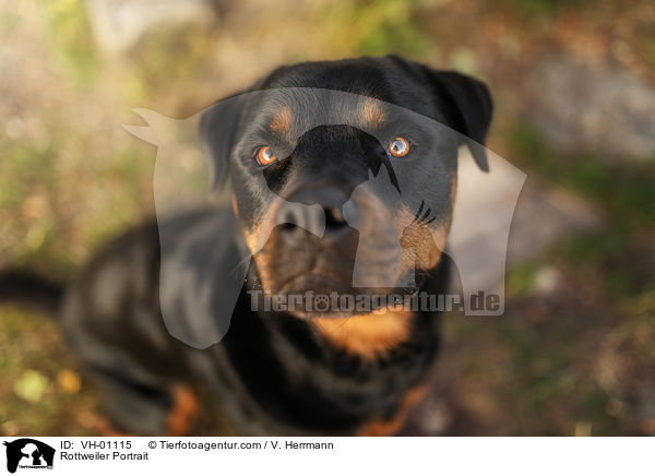 Rottweiler Portrait / VH-01115