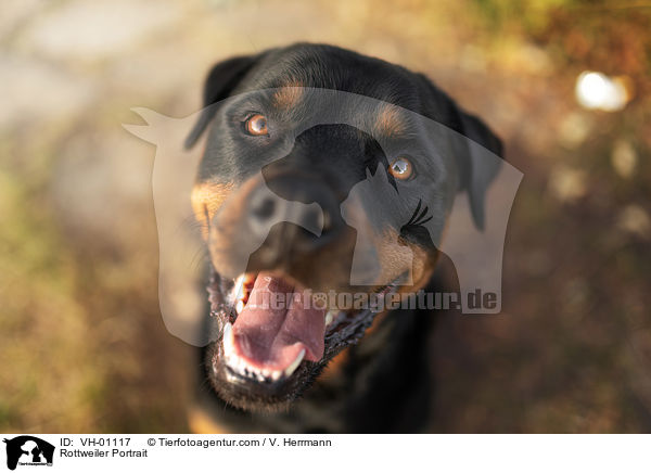 Rottweiler Portrait / VH-01117