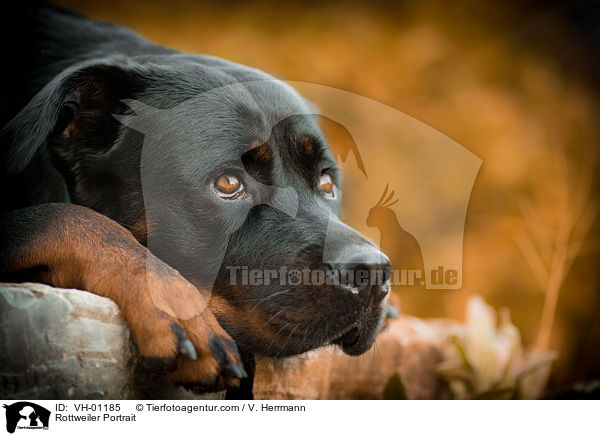 Rottweiler Portrait / VH-01185