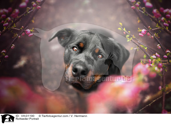 Rottweiler Portrait / VH-01190