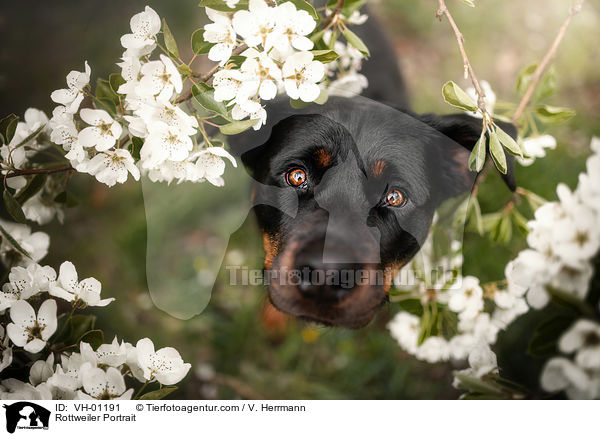 Rottweiler Portrait / VH-01191