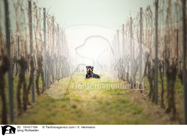 liegender Rottweiler / lying Rottweiler / VH-01194