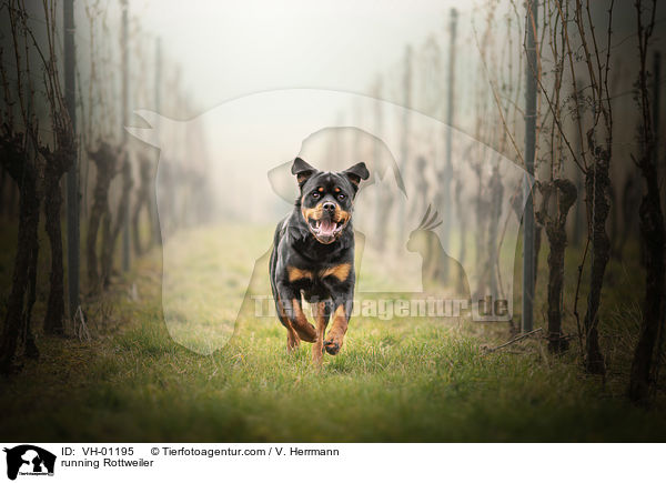 rennender Rottweiler / running Rottweiler / VH-01195
