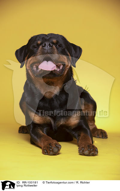 lying Rottweiler / RR-100181