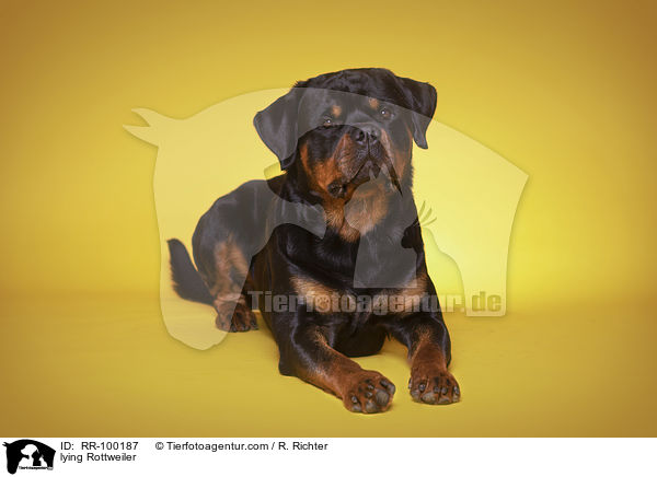 lying Rottweiler / RR-100187