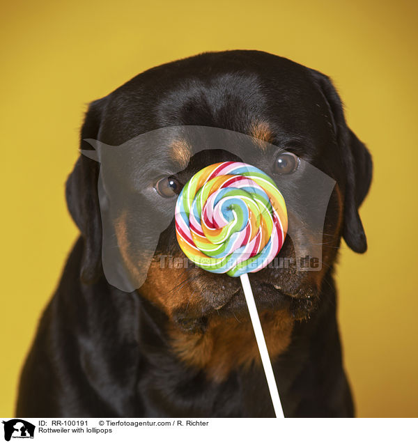 Rottweiler mit Lolli / Rottweiler with lollipops / RR-100191