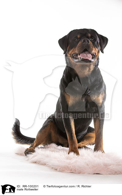 male Rottweiler / RR-100201