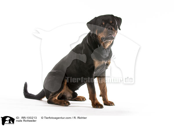 male Rottweiler / RR-100213