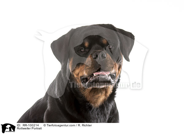 Rottweiler Portrait / RR-100214