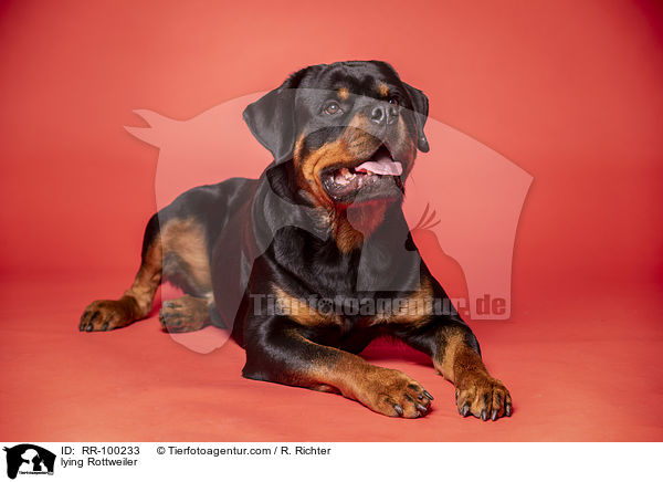 lying Rottweiler / RR-100233