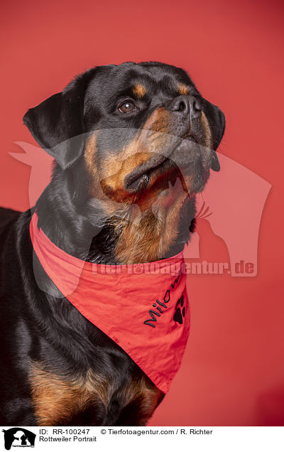 Rottweiler Portrait / RR-100247