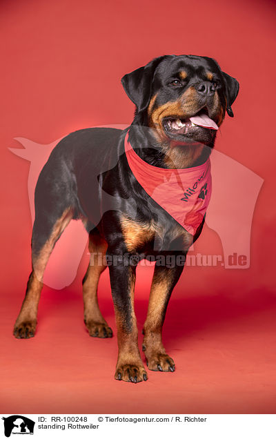 standing Rottweiler / RR-100248