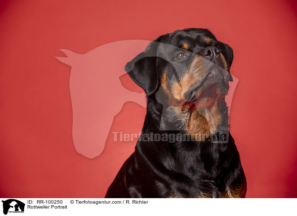 Rottweiler Portrait / RR-100250