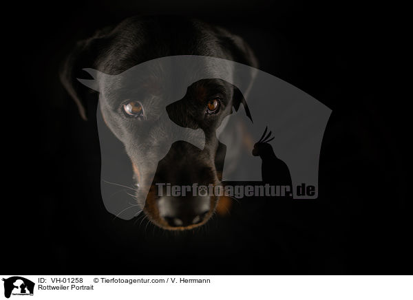 Rottweiler Portrait / VH-01258