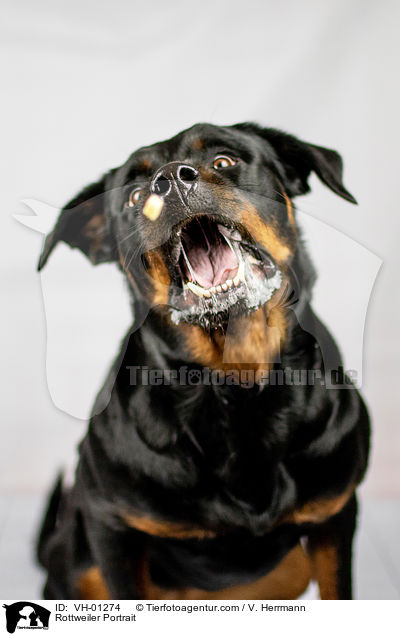 Rottweiler Portrait / Rottweiler Portrait / VH-01274