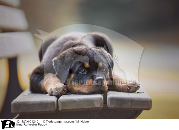 lying Rottweiler Puppy / MAH-01240