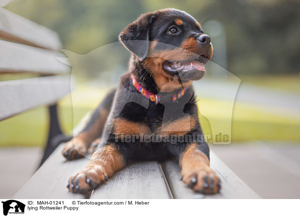 lying Rottweiler Puppy / MAH-01241