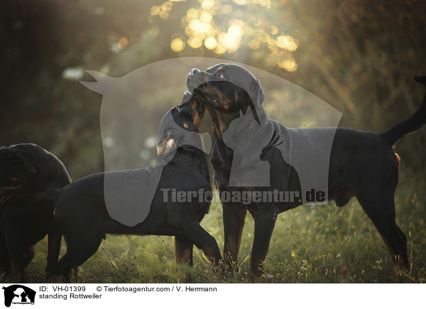 standing Rottweiler / VH-01399