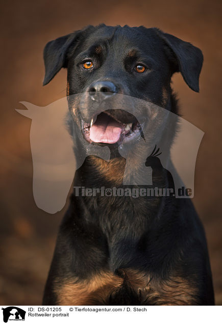Rottweiler portrait / DS-01205
