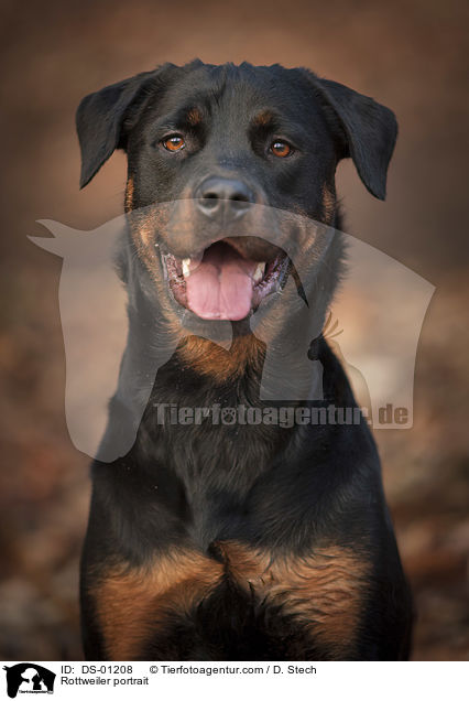 Rottweiler portrait / DS-01208
