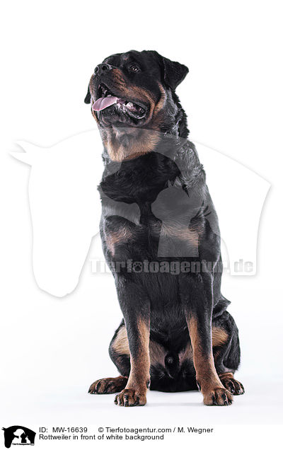Rottweiler in front of white background / MW-16639
