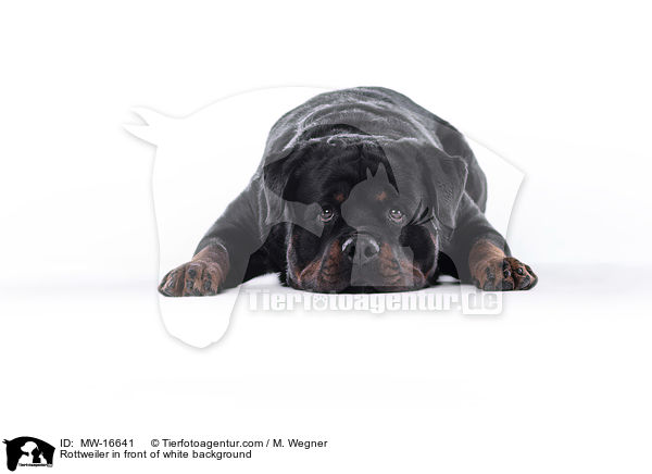 Rottweiler in front of white background / MW-16641