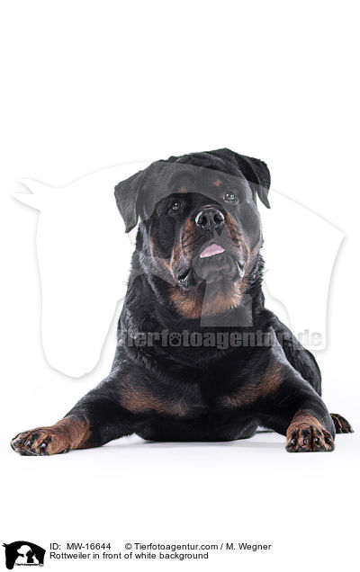 Rottweiler in front of white background / MW-16644