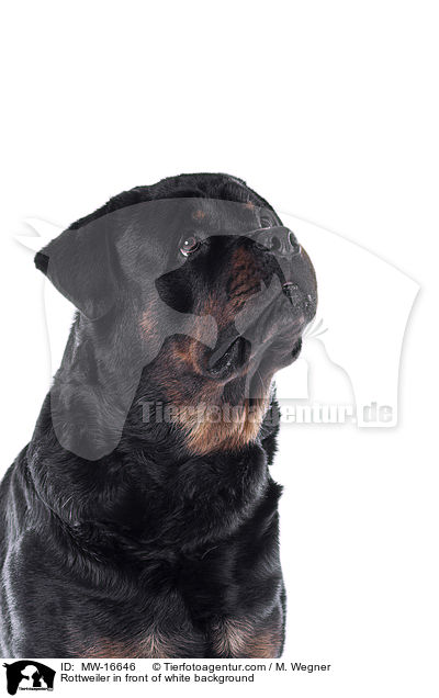 Rottweiler in front of white background / MW-16646