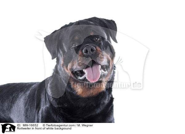 Rottweiler in front of white background / MW-16652