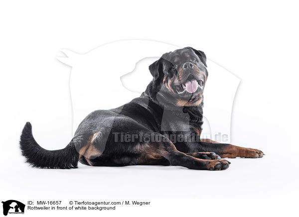 Rottweiler in front of white background / MW-16657