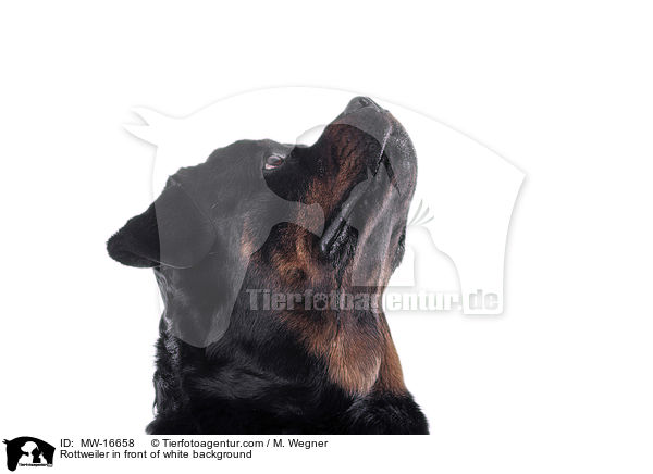 Rottweiler in front of white background / MW-16658
