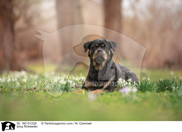 lying Rottweiler / NC-01228