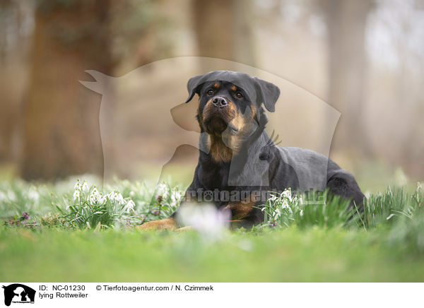 lying Rottweiler / NC-01230