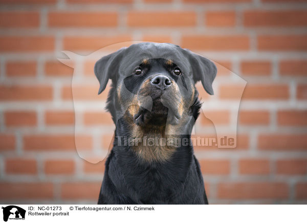 Rottweiler portrait / NC-01273