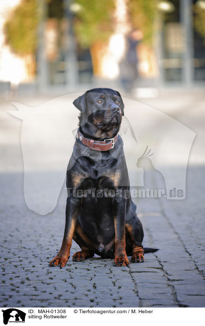 sitting Rottweiler / MAH-01308