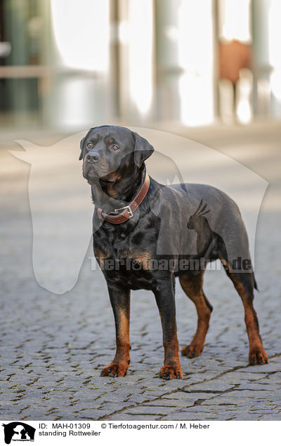 standing Rottweiler / MAH-01309