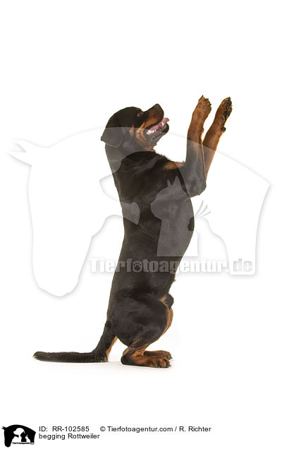 begging Rottweiler / RR-102585