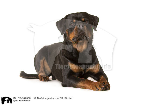 lying Rottweiler / RR-102588