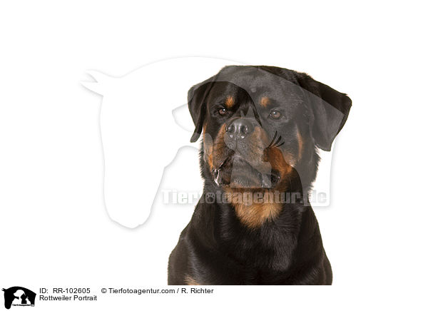 Rottweiler Portrait / Rottweiler Portrait / RR-102605