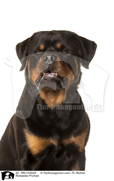 Rottweiler Portrait / Rottweiler Portrait / RR-102608