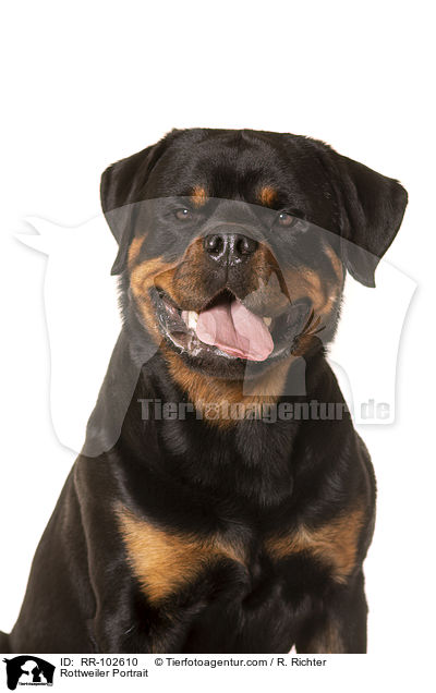 Rottweiler Portrait / Rottweiler Portrait / RR-102610