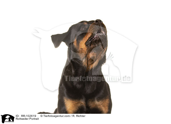 Rottweiler Portrait / RR-102619