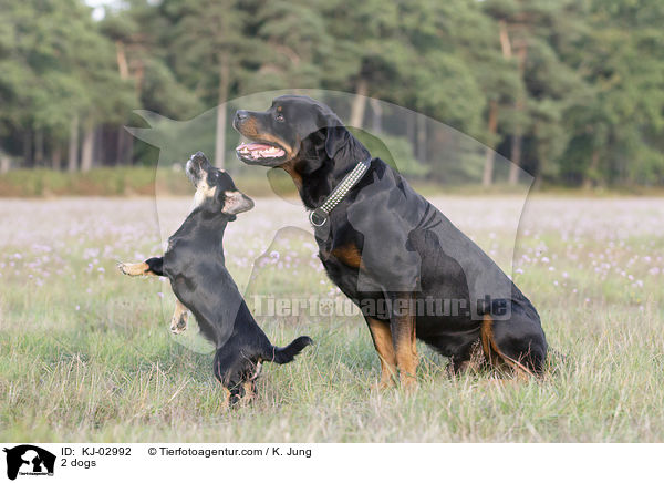 2 dogs / KJ-02992