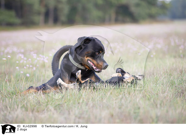 2 dogs / KJ-02998